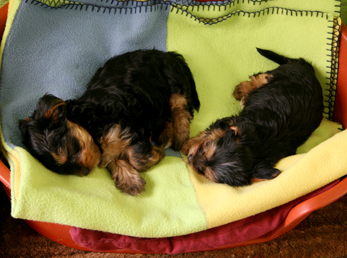 发卡网低价的网络ddos监测分析工具